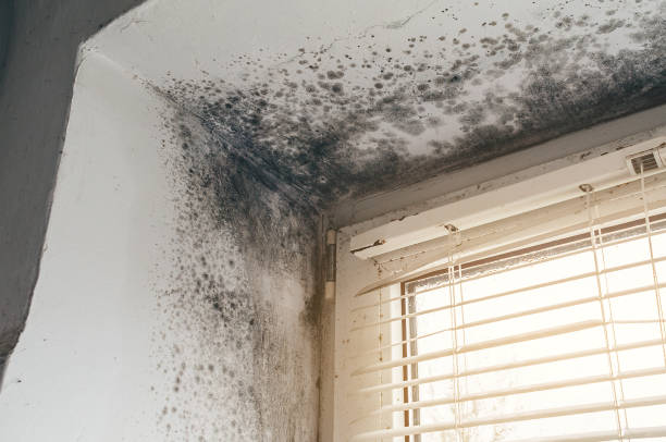 Affordable Black Mold Remediation solutions in Broad Top, PA